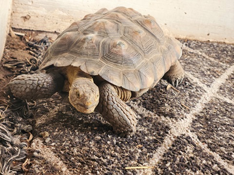 Felicia-The-Mascot-Tortoise-1